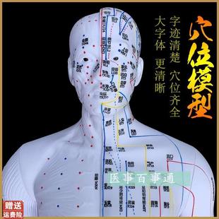 中医针灸穴d位图人体模型85cm男模型清晰经络小人体针灸穴位模具