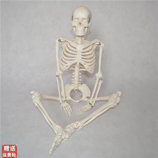 人体骨骼模型85cm小白骷髅骨架教学展示科普瑜伽T演示教学模型玩