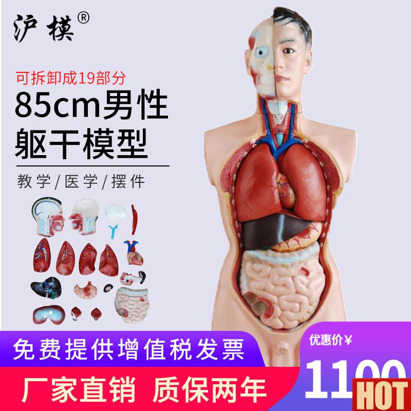模 85cm男性躯Y干模型可拆分19部件 人体内脏解剖胸腹部器官结构