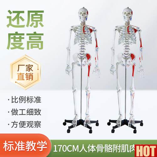 70CM医学全身人体骨骼模型骨盆瑜P伽关节可拆卸解剖肌肉结构骨架