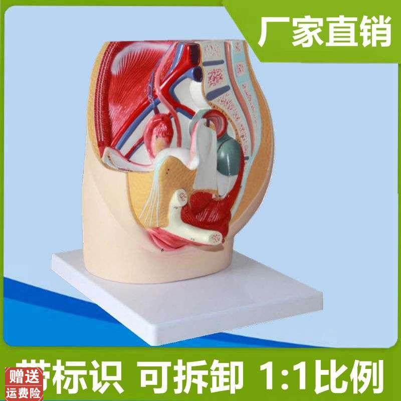 女盆腔模b型腹腔解剖泌尿生殖盆底器官产康月嫂家政医用妇产科教