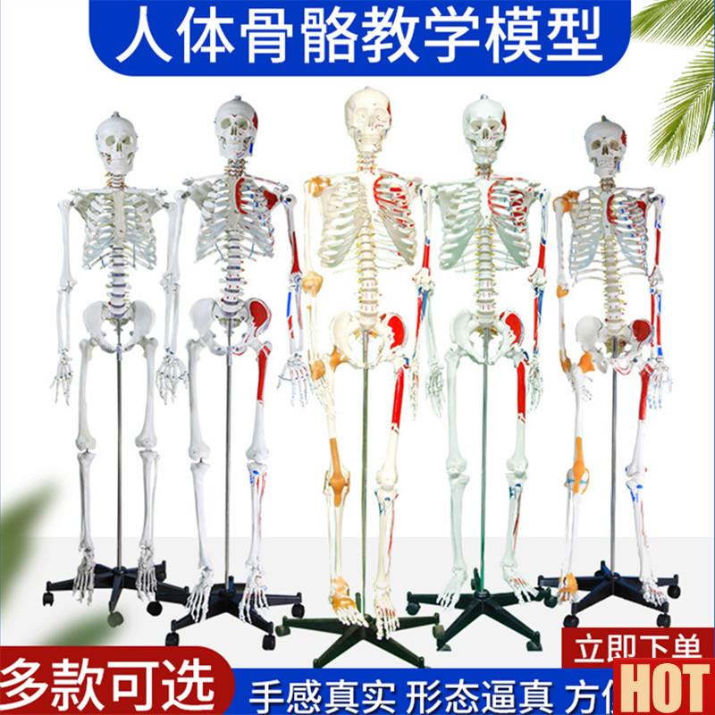 70cm人体大骨骼模型 B骷髅180CM骨架标本 带椎间盘 附神经根模型