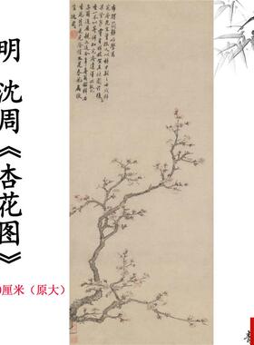 品1:1明 t沈周杏花图花卉仿古字画装饰画装高清微喷复制临摹范本