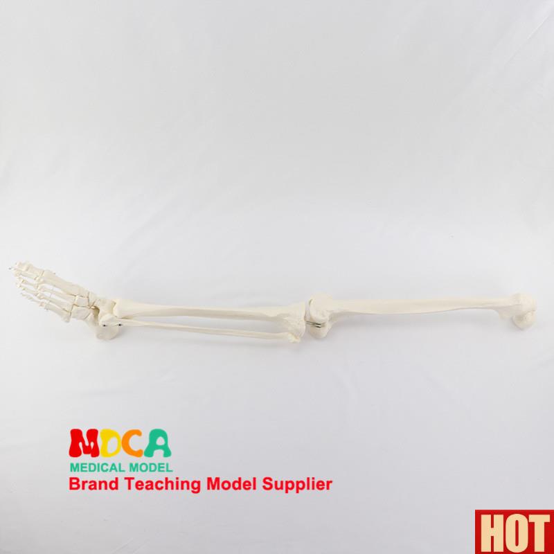 掌脚骨关节模型带q胫腓骨和股骨人体骨骼模型医学教学 MJG005
