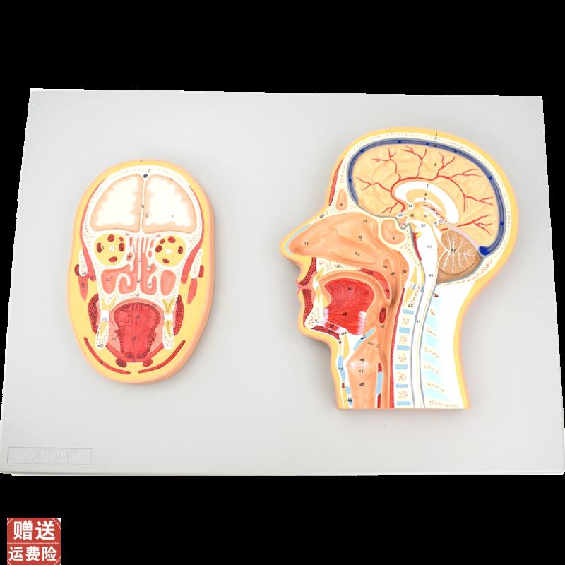 ENOVO颐诺医学头部正中切面额切面模型正中矢状S位断层标本人体断