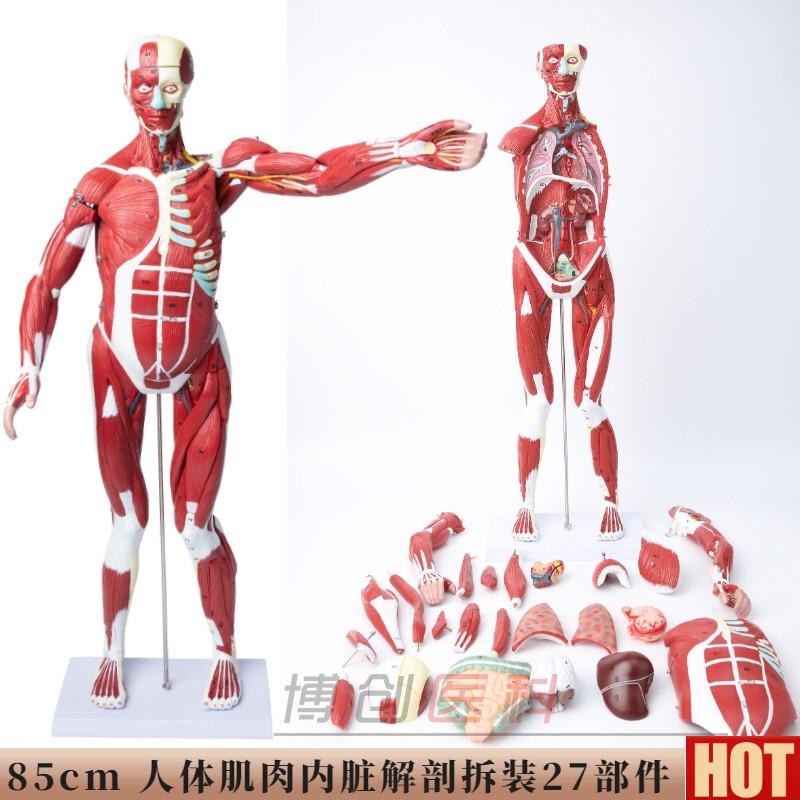 体肌肉模型可拆卸i人模型全身肌肉解剖骨骼艺用肌肉起止点医用
