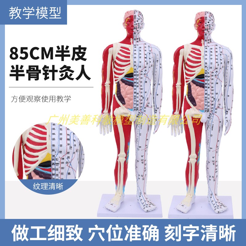 85CM人体针灸模型 半肌肉w骨骼内脏解剖模型 中医经络穴位模型超