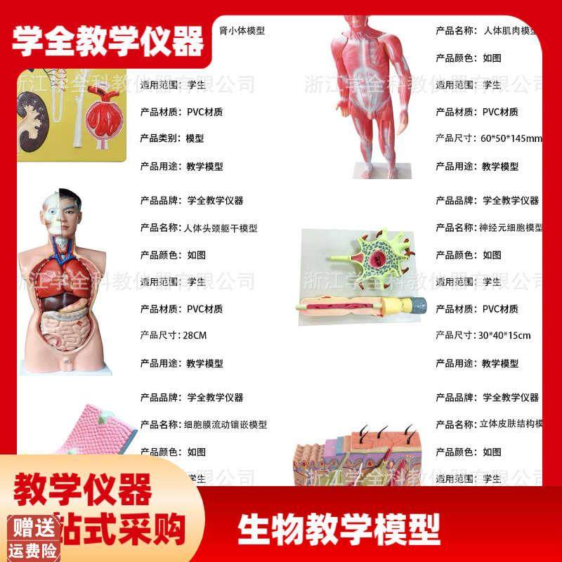 教学学生模型生物模型初高中实验C器材中学生物教学教学解剖模型