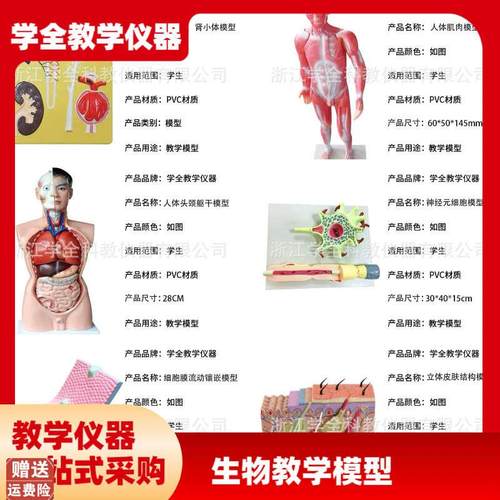 教学学生模型生物模型初高中实验C器材中学生物教学教学解剖模型