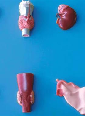 人体内分泌器官模型GD/UA19002