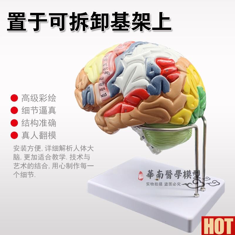 品放大版可拆卸k彩色头颅骨人体大脑神经解剖人脑室功能区分模型