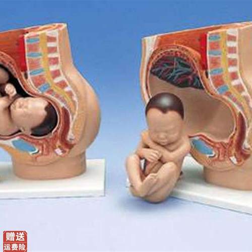 女性妊娠矢状解剖模m型(附胎儿)(4件)人体医学用教学训练标本