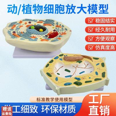 动物细胞亚显微结构植物细胞亚显微结构模型科教S仪器医学教学专