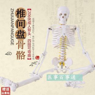 人体骨骼模型85cm脊柱脊椎A神经椎间盘医用骨架模型正骨教学