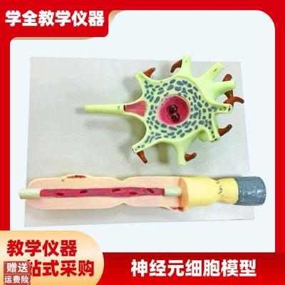 神经元模型教学仪器神经y元胞体和神经纤维结构放大模型