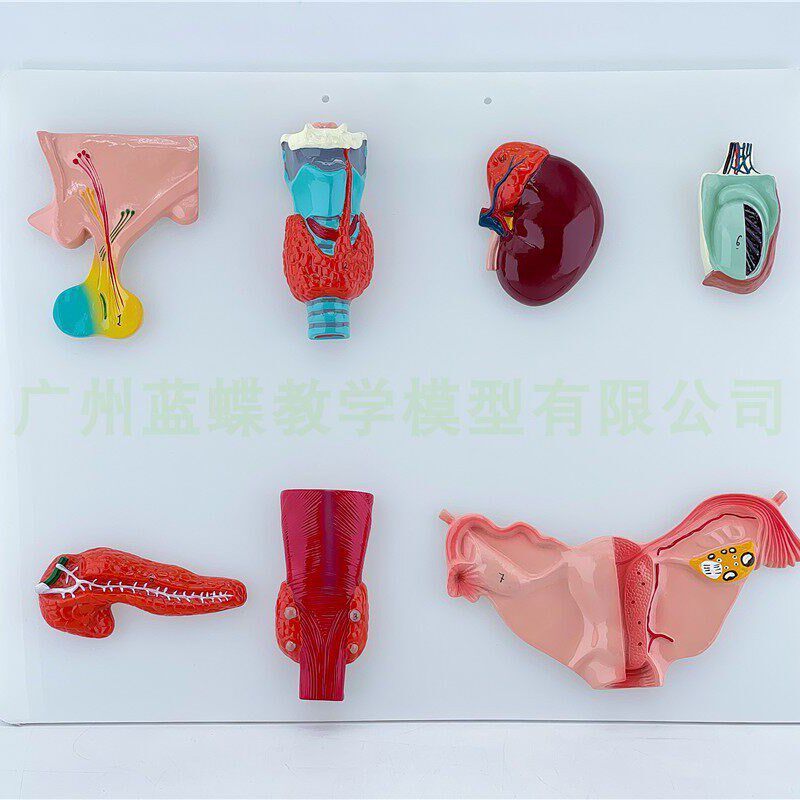 人体内分泌器官h模型 垂体甲状腺肾上腺睾丸胰甲装旁腺卵巢