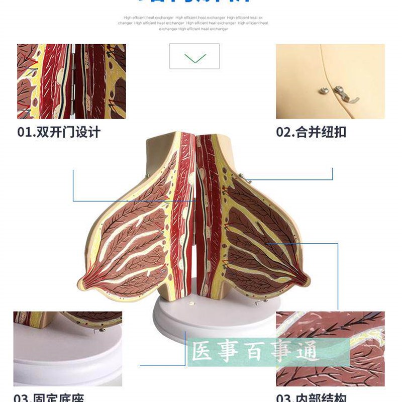 女性哺乳期乳房i模型 乳房解剖 乳房模型 母婴护理 月嫂培训模型