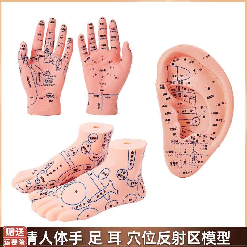 手足耳朵穴位模型反射区脚t底中医按摩推拿针灸经络高清晰教学模,玩具/童车/益智/积木/模型,其他模型玩具,淘宝优惠券,粉丝福利购,淘宝优惠卷