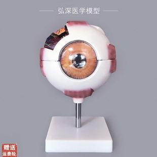 眼球模型人体眼睛k结构6倍放大可拆五官医学模具眼部视力教学道具