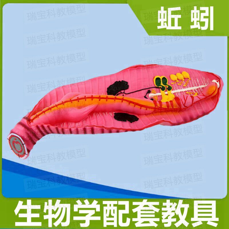 蚯蚓模型生物课配套教具科教展览摆件G场景装饰儿童早教玩具塑胶