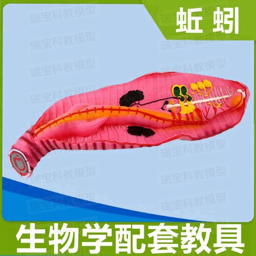蚯蚓模型生物课配套教具科教展览摆件G场景装饰儿童早教玩具塑胶