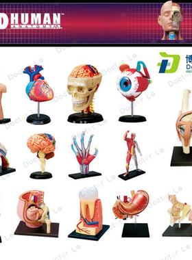 4DMASTER拼装人体模型内脏脑颅骨肌肉手骨架眼耳牙V胃心脏妊娠膝
