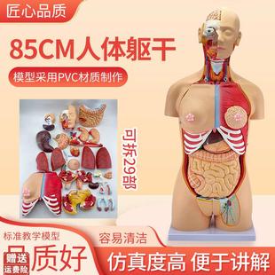 85cm人体躯干解剖可拆卸29部件器官可K拆卸医学教学心脏内脏模型
