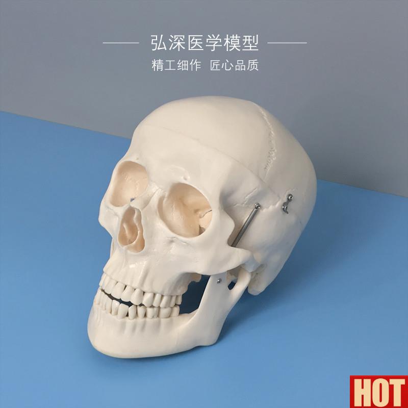 体头骨模型头颅骨骼解剖结构骷髅头美术道具G教学模具骨科医学生