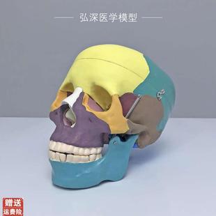 彩色头颅骨模型人体头部r骨骼分区解剖结构可拆活动医学科教学道