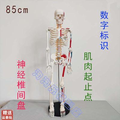 数字标识人体骨骼模型肌肉起止点神B经椎间盘骨架医学瑜伽健身85c