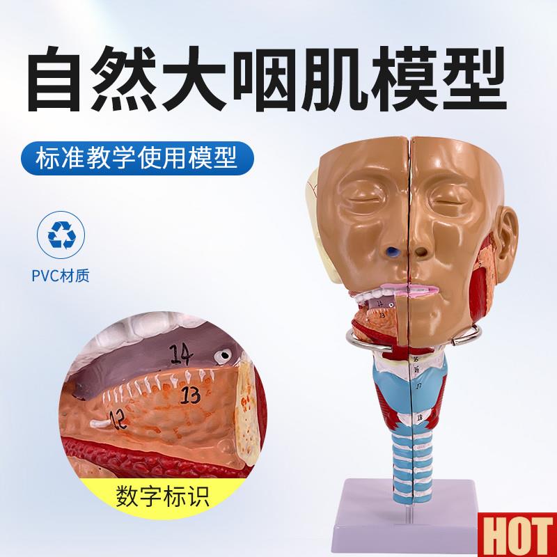 模型喉解剖模型 人体咽喉模型 口鼻子鼻腔模型舌肌r咽肌解剖模型