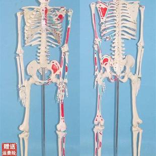 肌肉起点数c字编码 85cm人体骨骼模型骷髅骨架模型医用人体模型