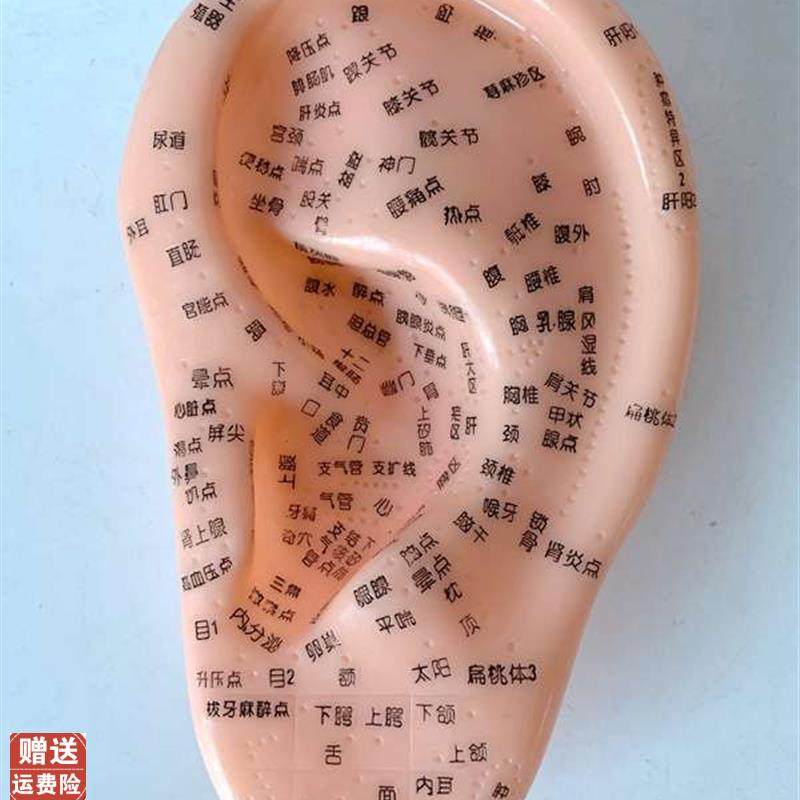 16CM刻字耳穴模型/耳针/耳朵穴位模型/耳按摩P反射区特大号/1317,玩具/童车/益智/积木/模型,其他模型玩具,淘宝优惠券,粉丝福利购,淘宝优惠卷