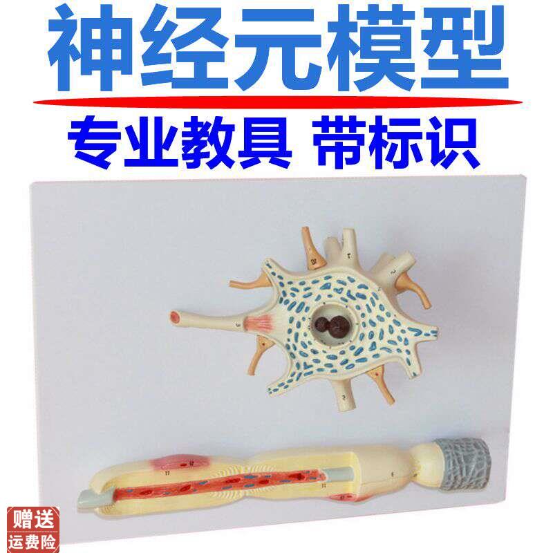 神经元模型神经细胞结构胞体轴突反射弧传导P系统脊髓神经根颈椎