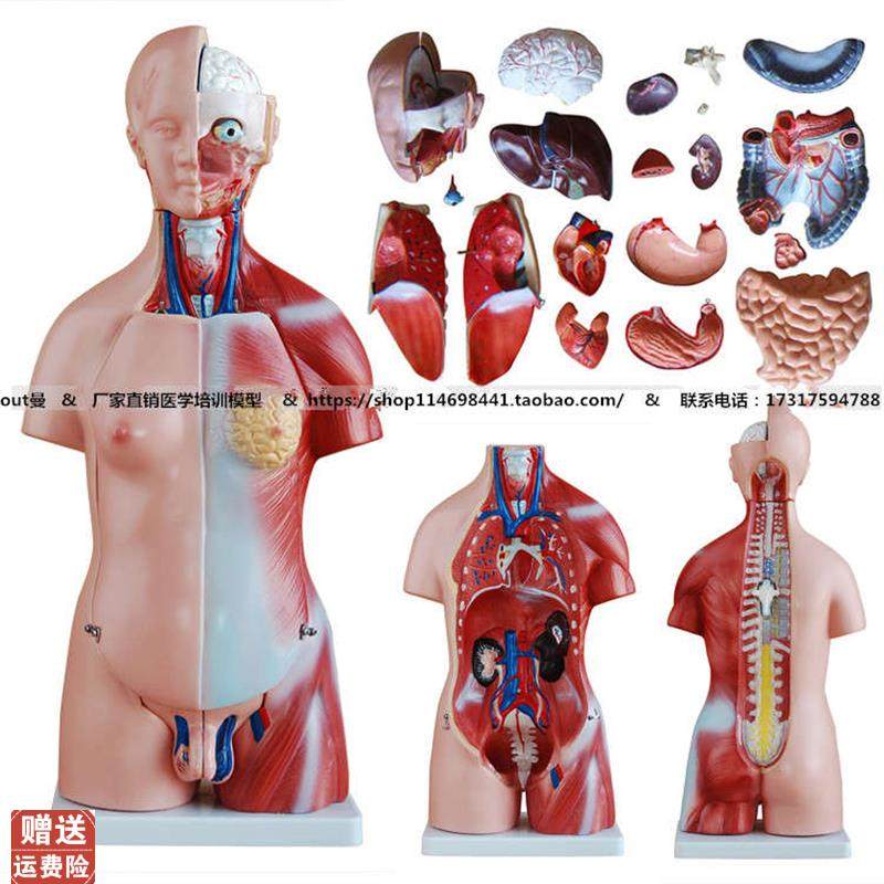 45CM两性躯干模型23件解剖学器官结构人体内脏T器官模型脏器模型,文具电教/文化用品/商务用品,模拟人,淘宝优惠券,粉丝福利购,淘宝优惠卷