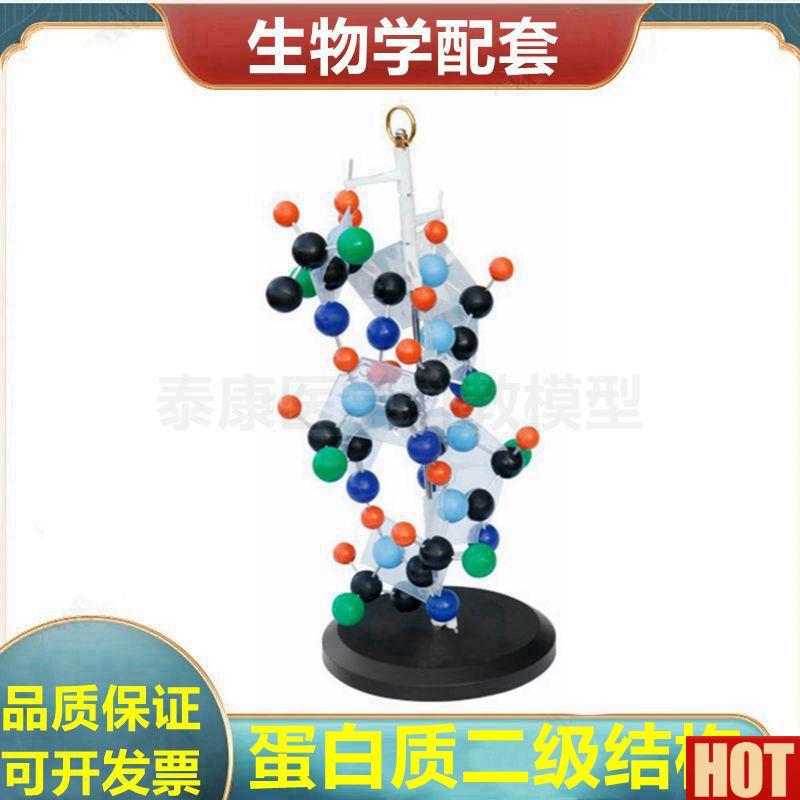 白质二级结构模型 DNA 脱氧核糖核D酸 生物教学高中实验装备教育
