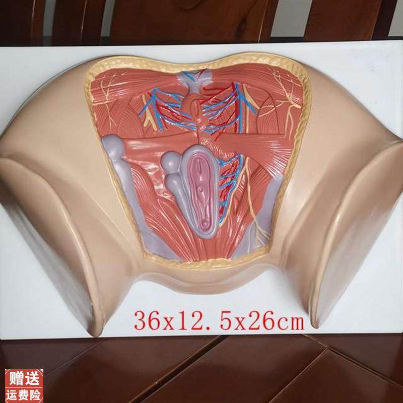 新款女性会阴模型尿生殖三角肛门生殖系统盆N腔模外阴护理保健讲