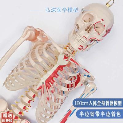 180人体全身骨k骼模型大骨架骷髅韧带肌肉起止点着色医学教学模具