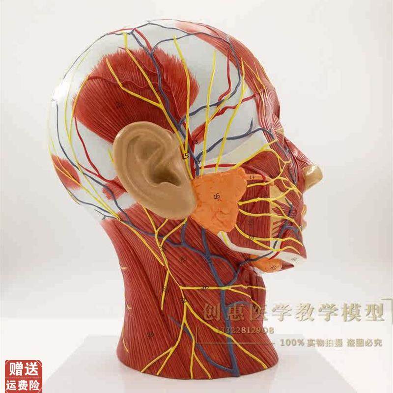 教学仿真头部浅表神经血管模型头部付脑血管神Q经标本面部肌肉结