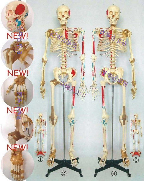 人体骨骼模型e170cm 人体骨骼标本模型 脊椎模型 关节模型医用模