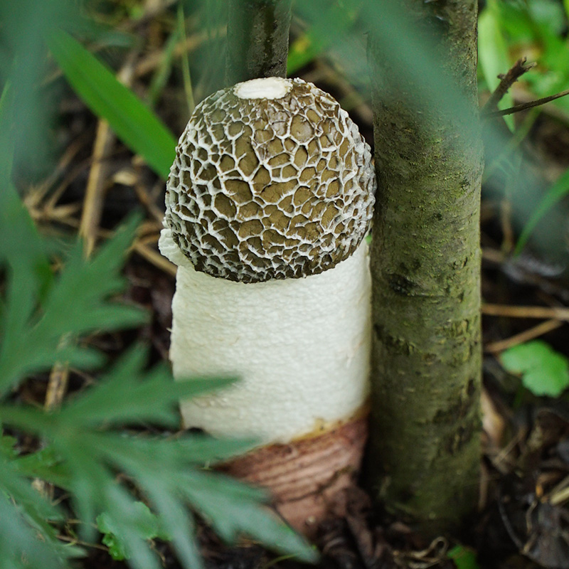 特级野生短裙竹荪新鲜干货竹笙菌竹孙竹生无硫无异味山野美食50g-封面