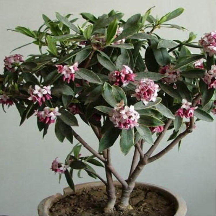 室内耐寒盆栽 金边瑞香 瑞香花苗 室内阳台绿植带花发货 花期超长