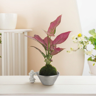 吉利红苔藓球花盆水培植物 万年红 如意皇后 盆栽绿植大红色 喜庆