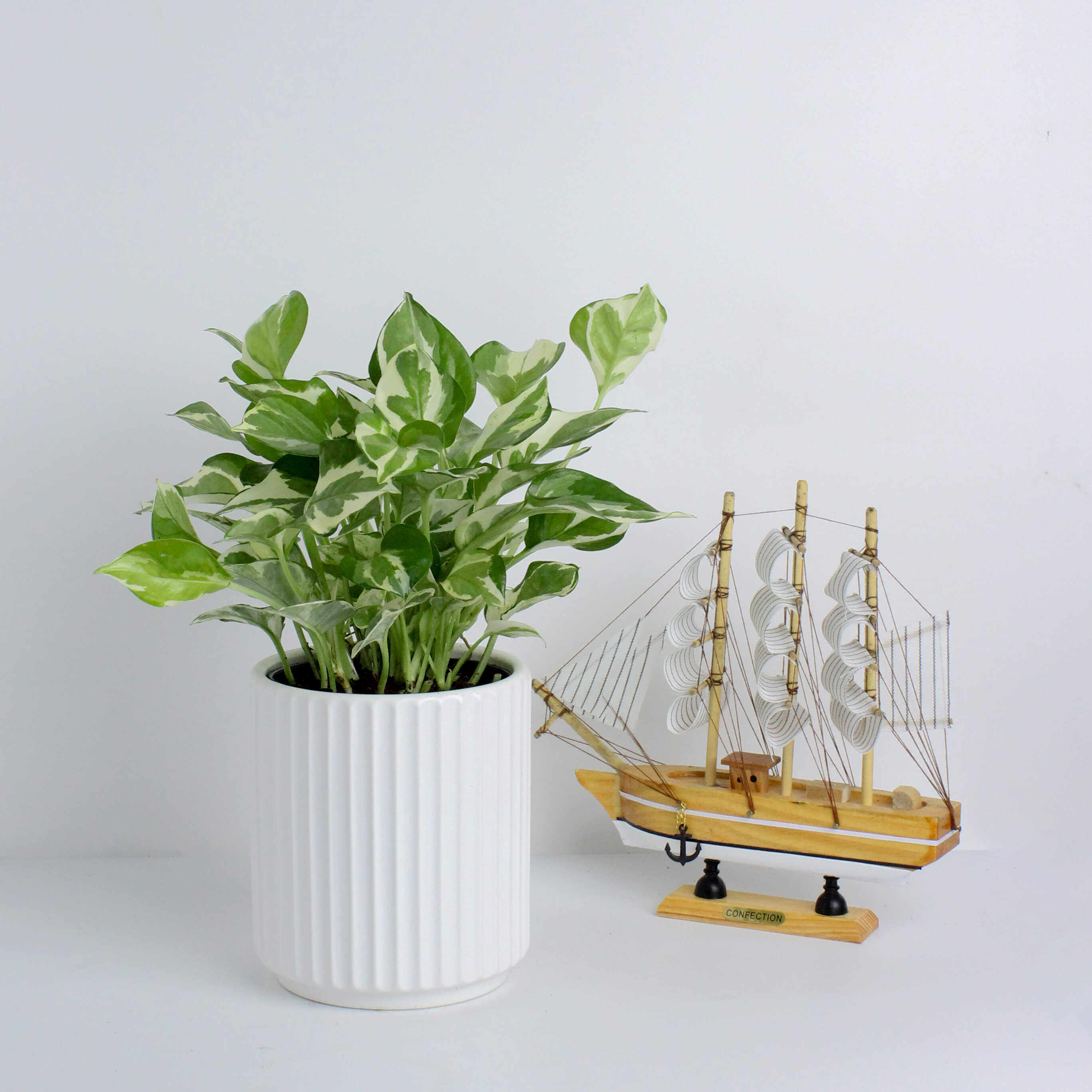 花叶绿萝盆栽 白金葛四季常青净化空气 室内外阳台花盆绿植