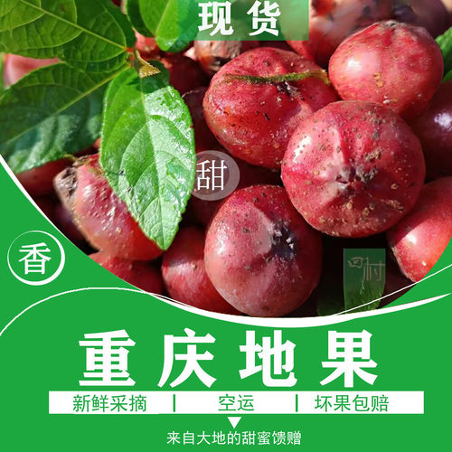 重庆地果果子顺丰空运包邮2026新鲜水果地石榴满地香野四川地瓜果