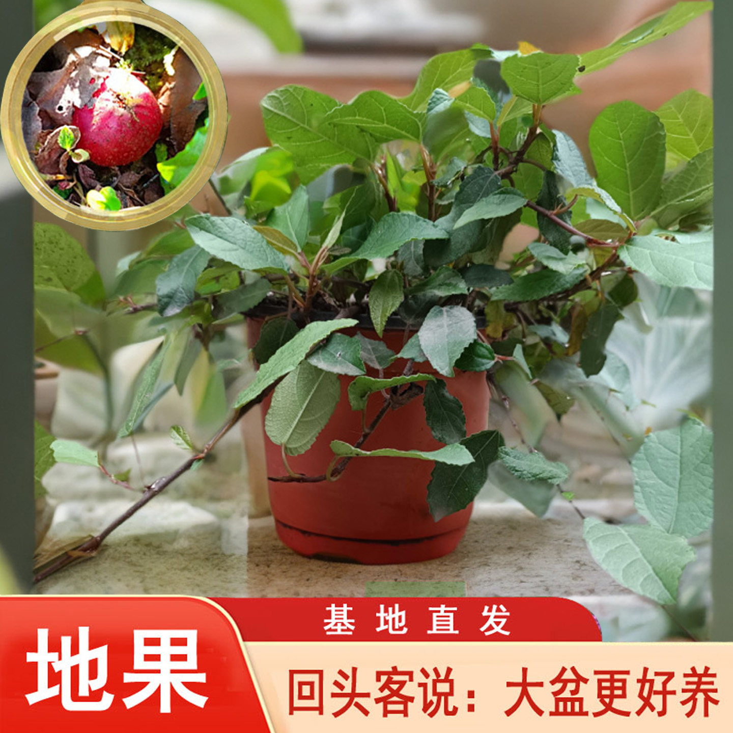 新款野地瓜庭院大盆栽地石榴花卉绿植地果四季可种地枇杷基地直发