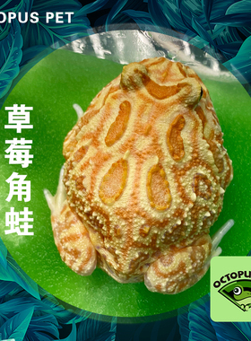 草莓角蛙活体草莓两栖宠物黄色角蛙青蛙黄金南瓜角蛙霸王小丑牛蛙