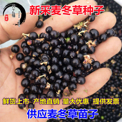 麦冬草种子玉龙草矮麦冬草坪种籽