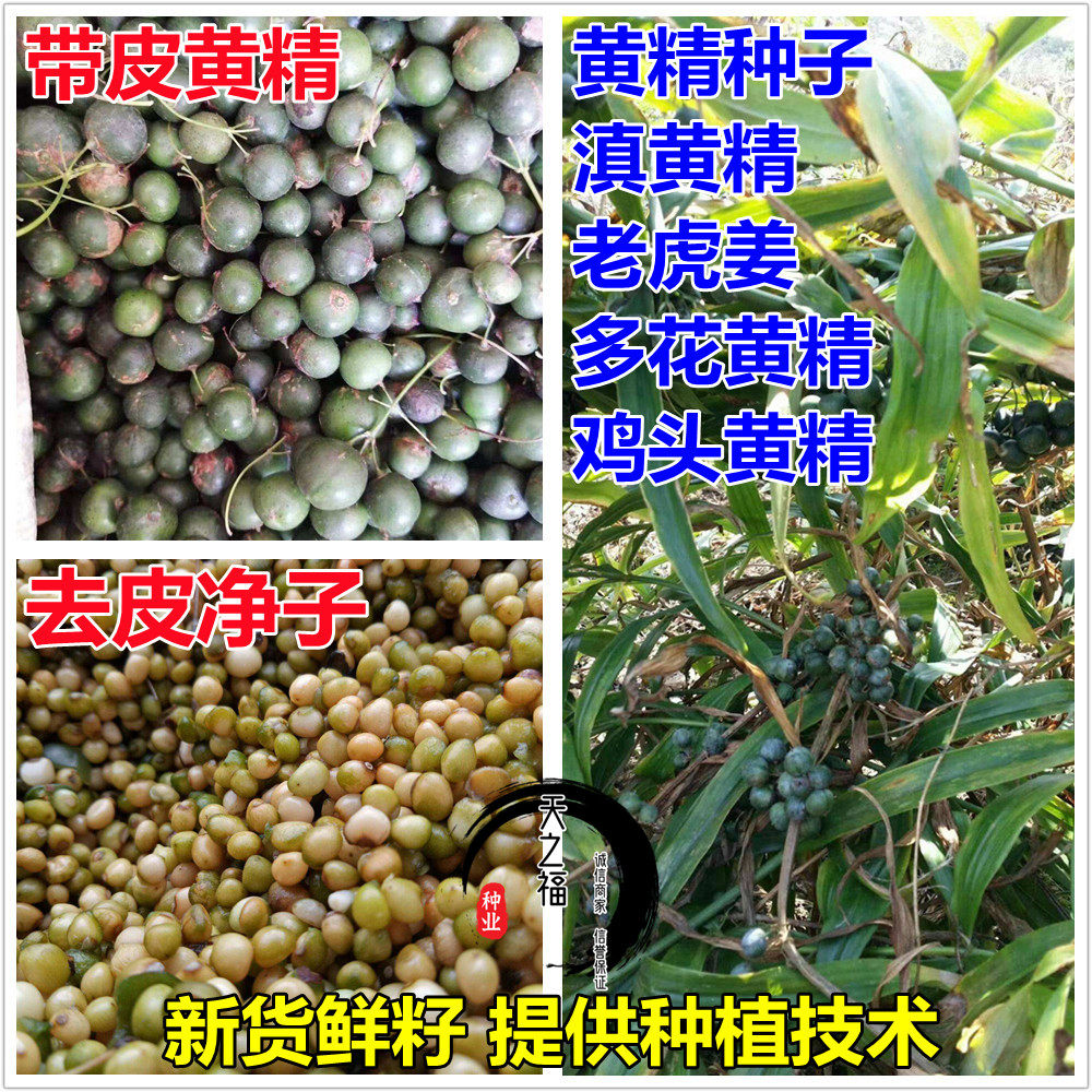 黄精种子滇黄精鸡头黄精红花高杆姜型多花黄精老虎姜玉竹鲜货种籽
