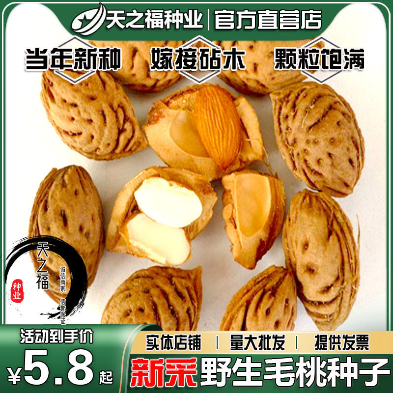 野生毛桃核种子嫁接水蜜桃砧木毛桃胡桃树籽龙纹山桃山杏毛桃种籽